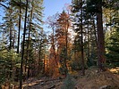 photo thumbnail #13