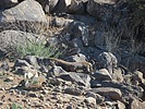 2024-11-23 :3: Lousy Canyon Ruins :: John10s