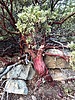 photo thumbnail #4