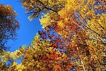 photo thumbnail #5