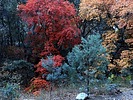 2024-11-26 :3: Fall Garden :: outdoor_lover