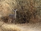 2024-11-26 :3: San Pedro RNCA :: outdoor_lover