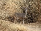 2024-11-26 :3: San Pedro RNCA :: outdoor_lover