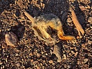 photo thumbnail #7