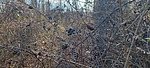photo thumbnail #6
