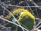 photo thumbnail #8