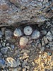 2024-12-04 :3: Striped Hill - Tucson Mtns :: Mike_W