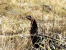 2024-11-29 :3: Chiricahua Creeking :: outdoor_lover