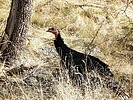 2024-11-29 :3: Chiricahua Creeking :: outdoor_lover