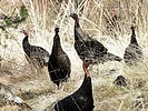2024-11-29 :3: Chiricahua Creeking :: outdoor_lover
