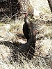 2024-11-29 :3: Chiricahua Creeking :: outdoor_lover