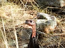 2024-11-29 :3: Chiricahua Creeking :: outdoor_lover