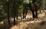 2024-11-29 :3: Chiricahua Creeking :: outdoor_lover