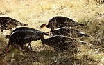 2024-11-29 :3: Chiricahua Creeking :: outdoor_lover