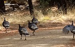2024-11-29 :3: Chiricahua Creeking :: outdoor_lover