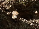 2024-12-01 :3: Hiking around the Gila :: outdoor_lover