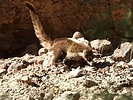 2024-12-01 :3: Hiking around the Gila :: outdoor_lover