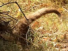 2024-12-01 :3: Hiking around the Gila :: outdoor_lover