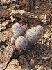photo thumbnail #15