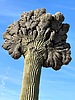 2024-12-14 :1: Scorpion point from Pima Dynamite TH :: New2hyk