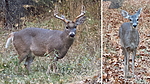 photo thumbnail #6