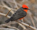 2024-12-16 :2: Riparian Preserve at Water Ranch - Gilbert :: gummo