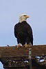 2024-12-16 :2: Riparian Preserve at Water Ranch - Gilbert :: gummo
