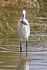 2024-12-16 :2: Riparian Preserve at Water Ranch - Gilbert :: gummo