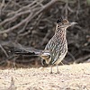 2024-12-16 :2: Riparian Preserve at Water Ranch - Gilbert :: gummo