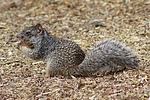 2024-12-16 :2: Riparian Preserve at Water Ranch - Gilbert :: gummo