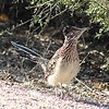 2024-12-23 :2: Riparian Preserve at Water Ranch - Gilbert :: gummo
