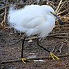 2024-12-23 :2: Riparian Preserve at Water Ranch - Gilbert :: gummo