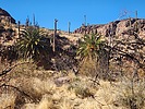 2024-12-29 :2: LOST - Arnett Canyon Segment :: Vashti