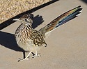 2024-12-31 :2: Riparian Preserve at Water Ranch - Gilbert :: gummo