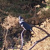2024-12-31 :2: Riparian Preserve at Water Ranch - Gilbert :: gummo
