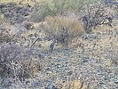 2025-01-03 :3: Looping in Fountain Hills :: DixieFlyer