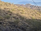 2025-01-03 :3: Looping in Fountain Hills :: DixieFlyer