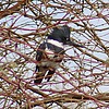 2025-01-07 :2: Riparian Preserve at Water Ranch - Gilbert :: gummo