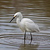 2025-01-07 :2: Riparian Preserve at Water Ranch - Gilbert :: gummo