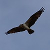 2025-01-07 :2: Riparian Preserve at Water Ranch - Gilbert :: gummo