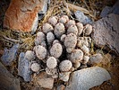 2025-01-25 :1: North Central Phx Mountain Preserve Loop :: tibber
