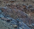 2025-01-26 :2: Bursera Trail - South Mountain :: desertgirl