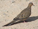 2025-01-27 :2: Marcos De Niza - South Mountain :: gummo