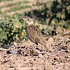 2025-02-03 :2: Cibola National Wildlife Refuge :: gummo