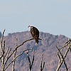 2025-02-03 :2: Cibola National Wildlife Refuge :: gummo