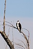 2025-02-03 :2: Cibola National Wildlife Refuge :: gummo