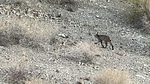 2025-02-04 :3: Ridge hike :: LindaAnn