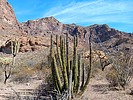 2025-02-07 :2: Mount Ajo :: trekkin_gecko