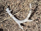 2025-02-11 :3: Sombrero Butte :: DixieFlyer