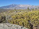 2025-01-15 :3: Micro - South Fork - Thomas :: DixieFlyer